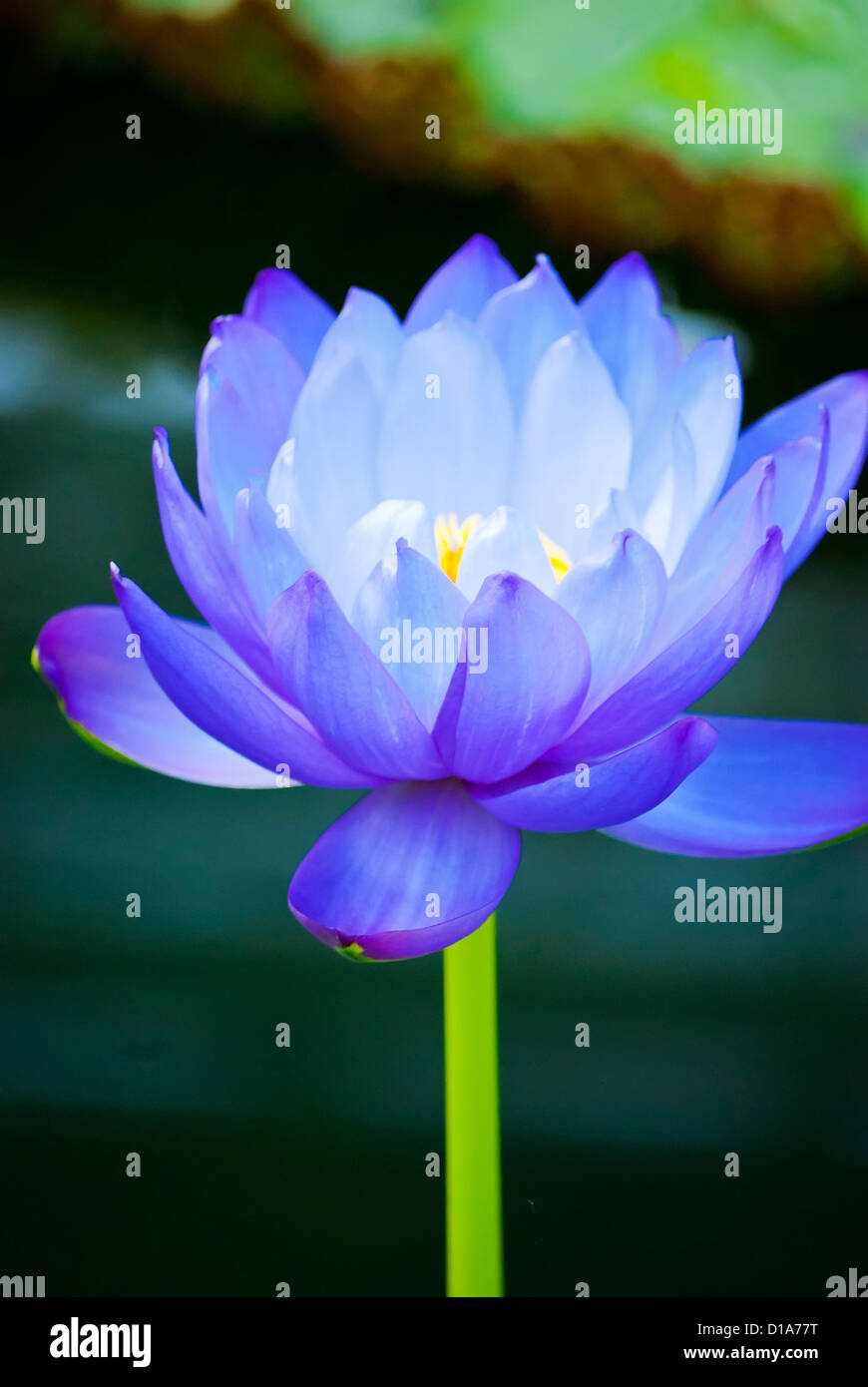 beautiful blue water lily in Kew Gardens London Stock Photo Alamy