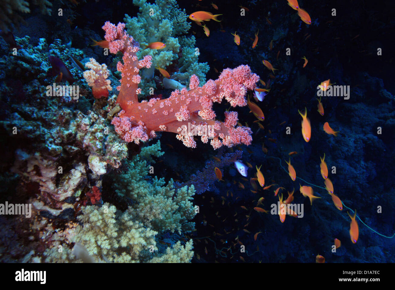 Marine Life in the Red Sea Stock Photo Alamy