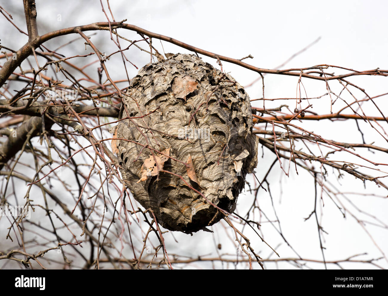 A hornets nest in a tree. Stock Photo