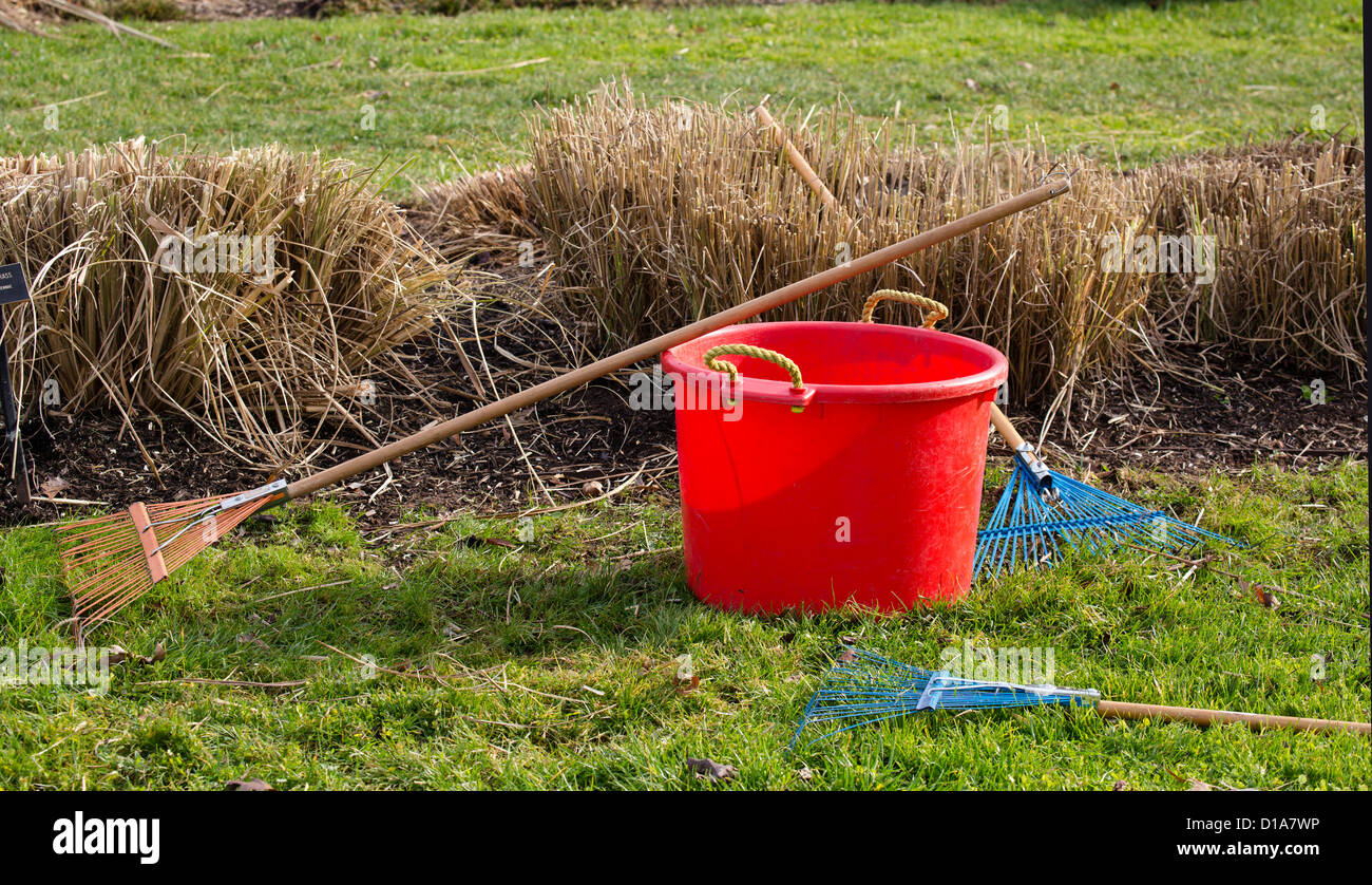 Ravenna grass erianthus ravennae poaceae with red bucket and rakes. Stock Photo