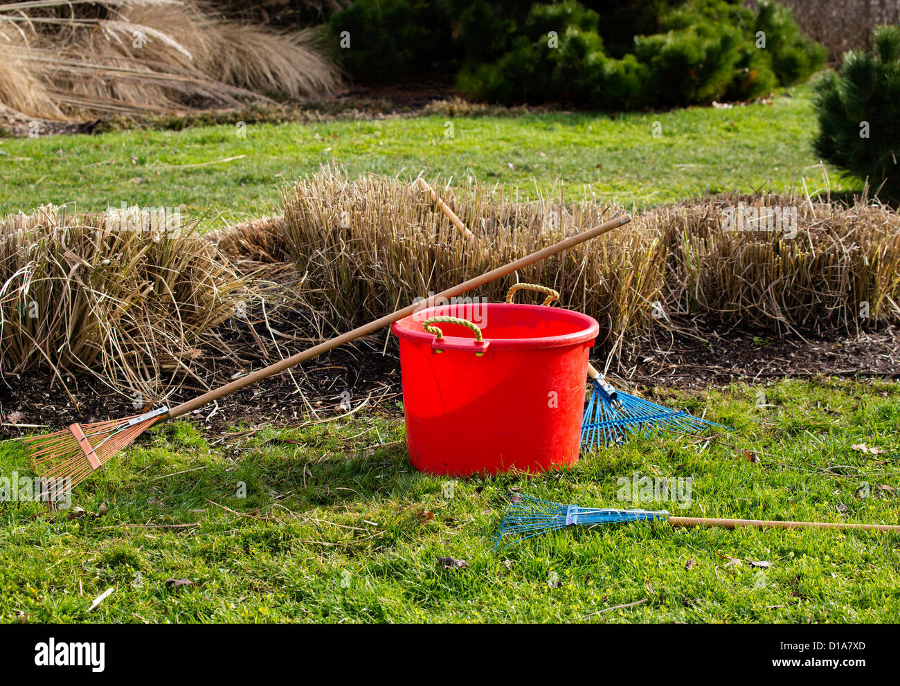 Ravenna grass erianthus ravennae poaceae with red bucket and rakes. Stock Photo