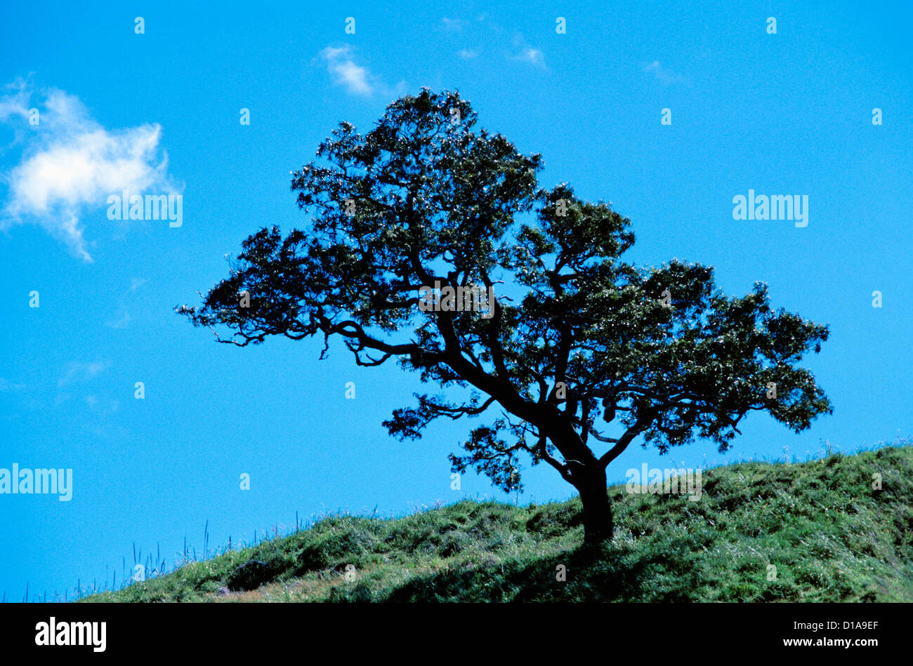 Hawaii, Big Island, Koa Tree On A Hill Stock Photo Alamy