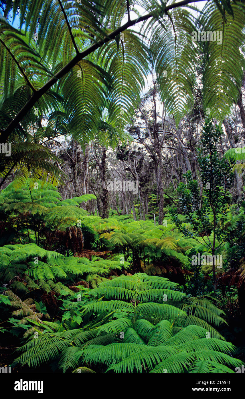 Hawaii, Rain Forest Filled With Hapu'u Tree, Ferns And Ohia Lehua Trees