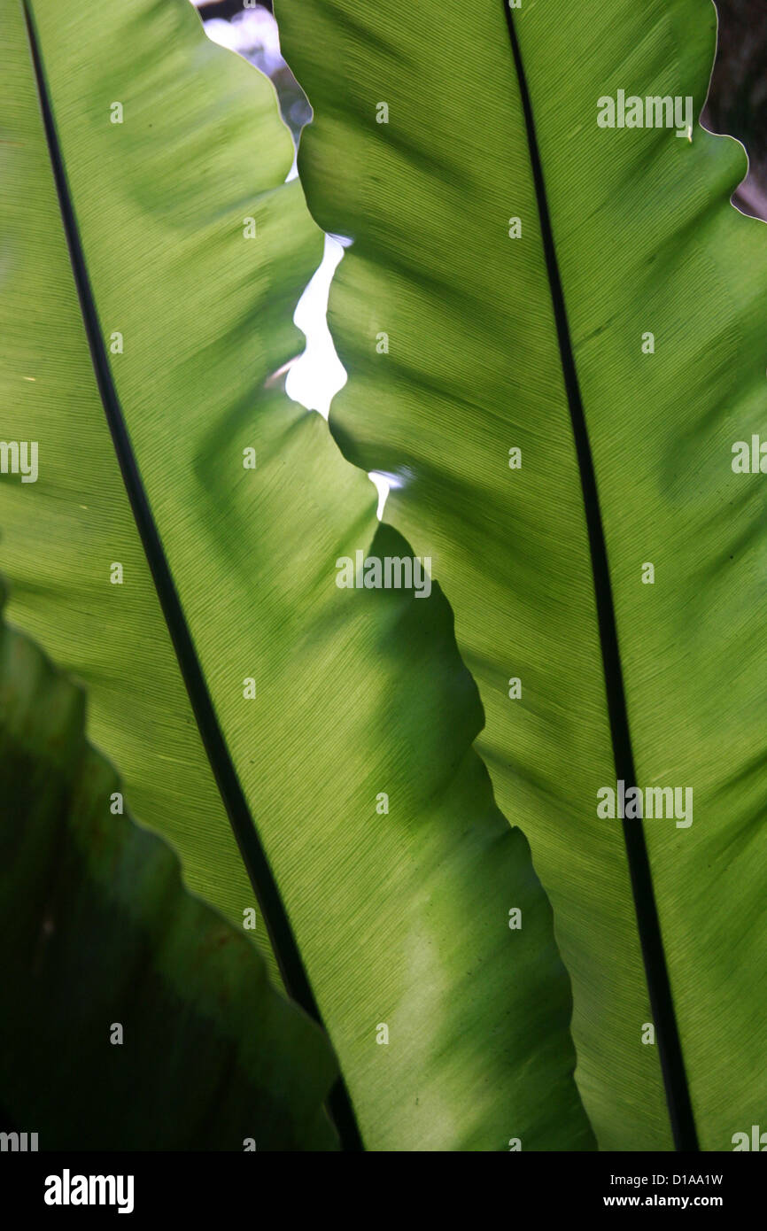 bird's nest fern leaves Stock Photo Alamy