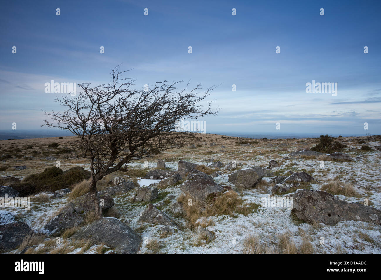 Small hawthorn in winter on the lower slope of Tors End Belstone Dartmoor National Park Devon Uk Stock Photo