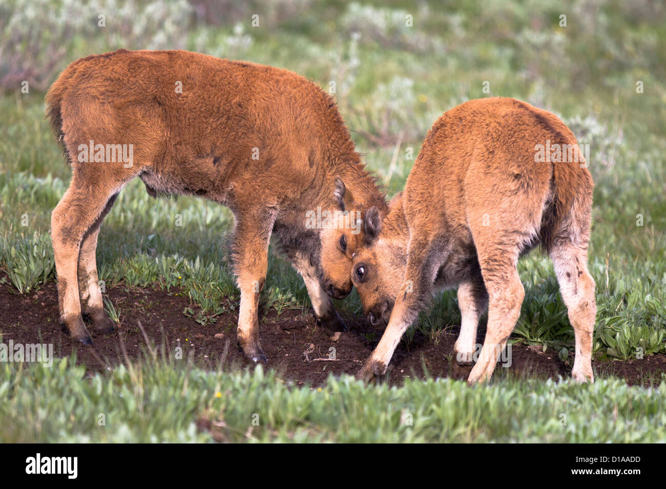 American Plains Bison, Bison bison, Bison, Yellowstone Nationalpark ...