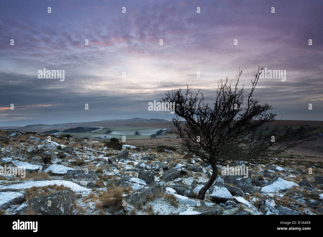 Small hawthorn tree on the snowy slopes of Belstone Tor with Yes Tor on the horizon. Dartmoor National Park Devon Uk Stock Photo