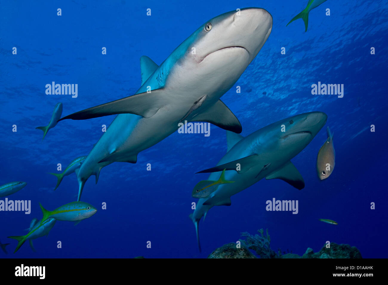 Caribbean, Bahamas, Little Bahama Bank, Lemon Sharks (Negaprion