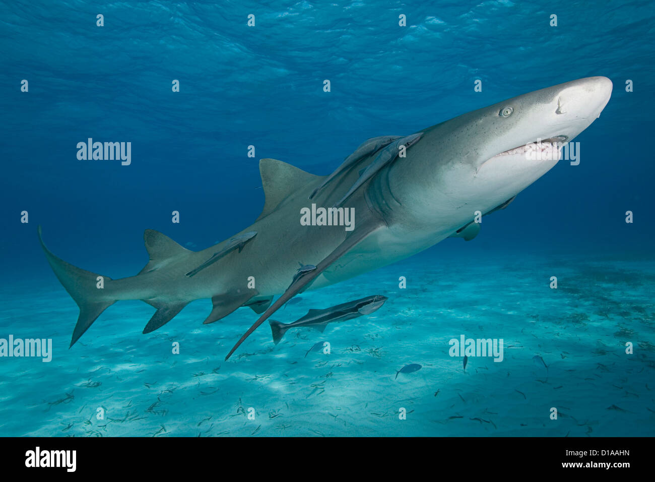 Caribbean, Bahamas, Little Bahama Bank, Lemon Shark (Negaprion