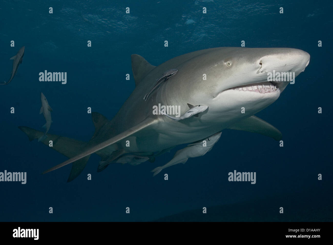 Caribbean, Bahamas, Little Bahama Bank, Lemon Shark (Negaprion