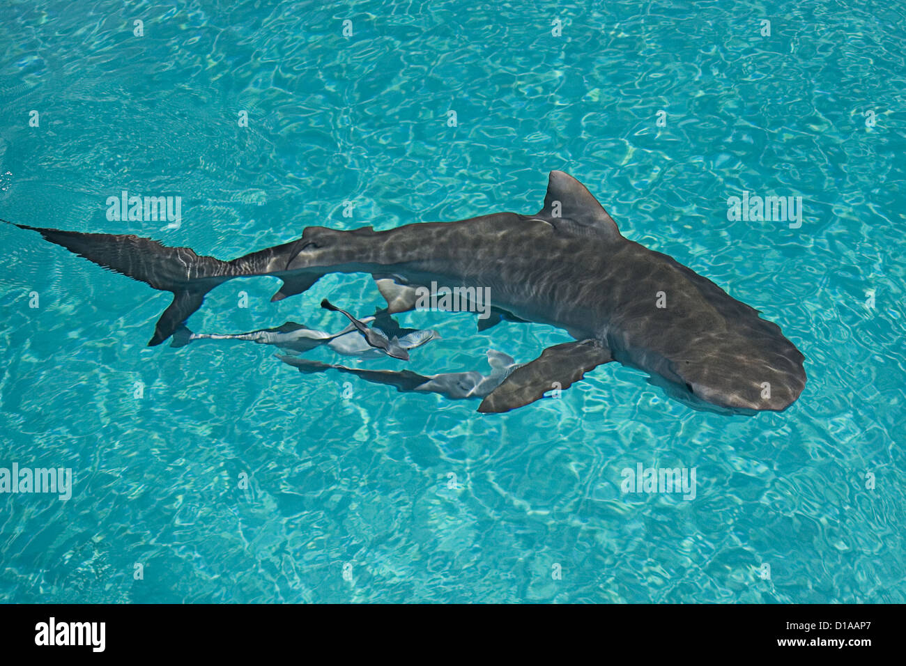 Caribbean, Bahamas, Little Bahama Bank, 14 Foot Tiger Shark [Galeocerdo Cuvier], View From Above Water. Stock Photo