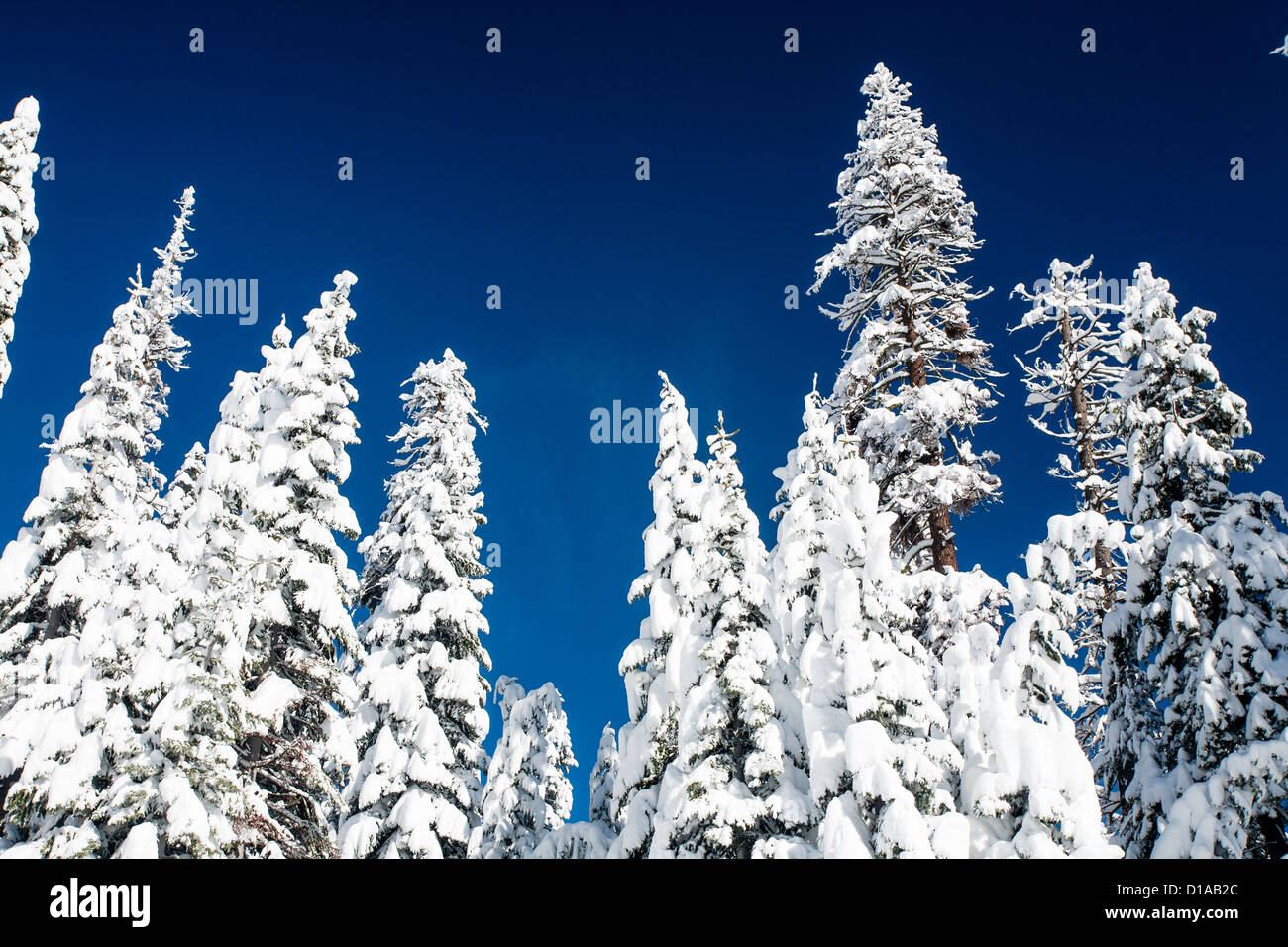 Pine Trees covered in snow Stock Photo - Alamy