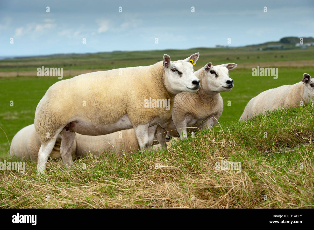 Beltex Sheep Breed Ewe High Resolution Stock Photography and Images - Alamy