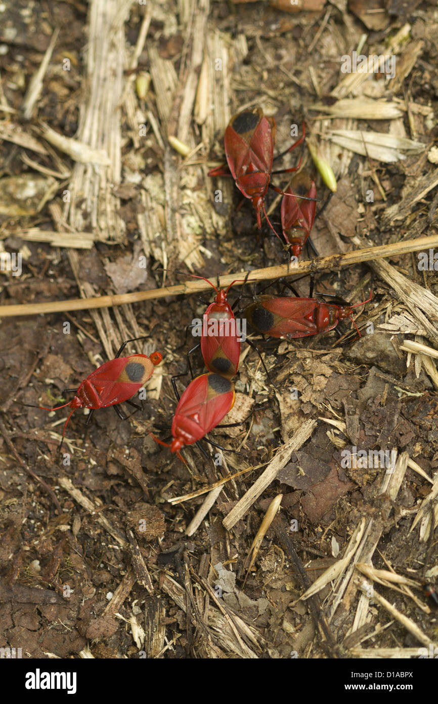 Red silk cotton bugs, Dysdercus koenigii Stock Photo