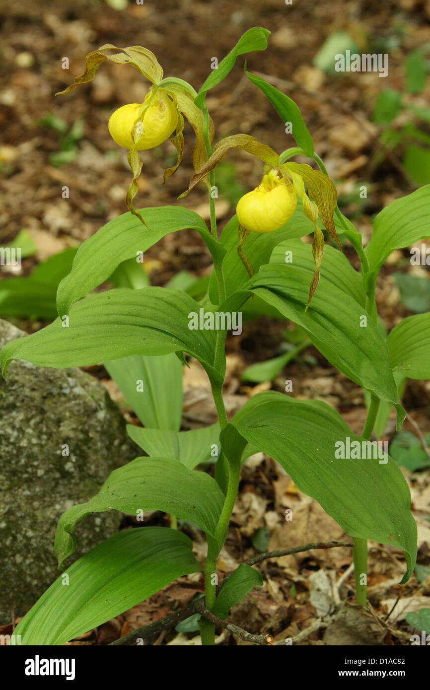 Yellow Lady's Slipper Flower. Cypripedium pubescens. Stock Photo