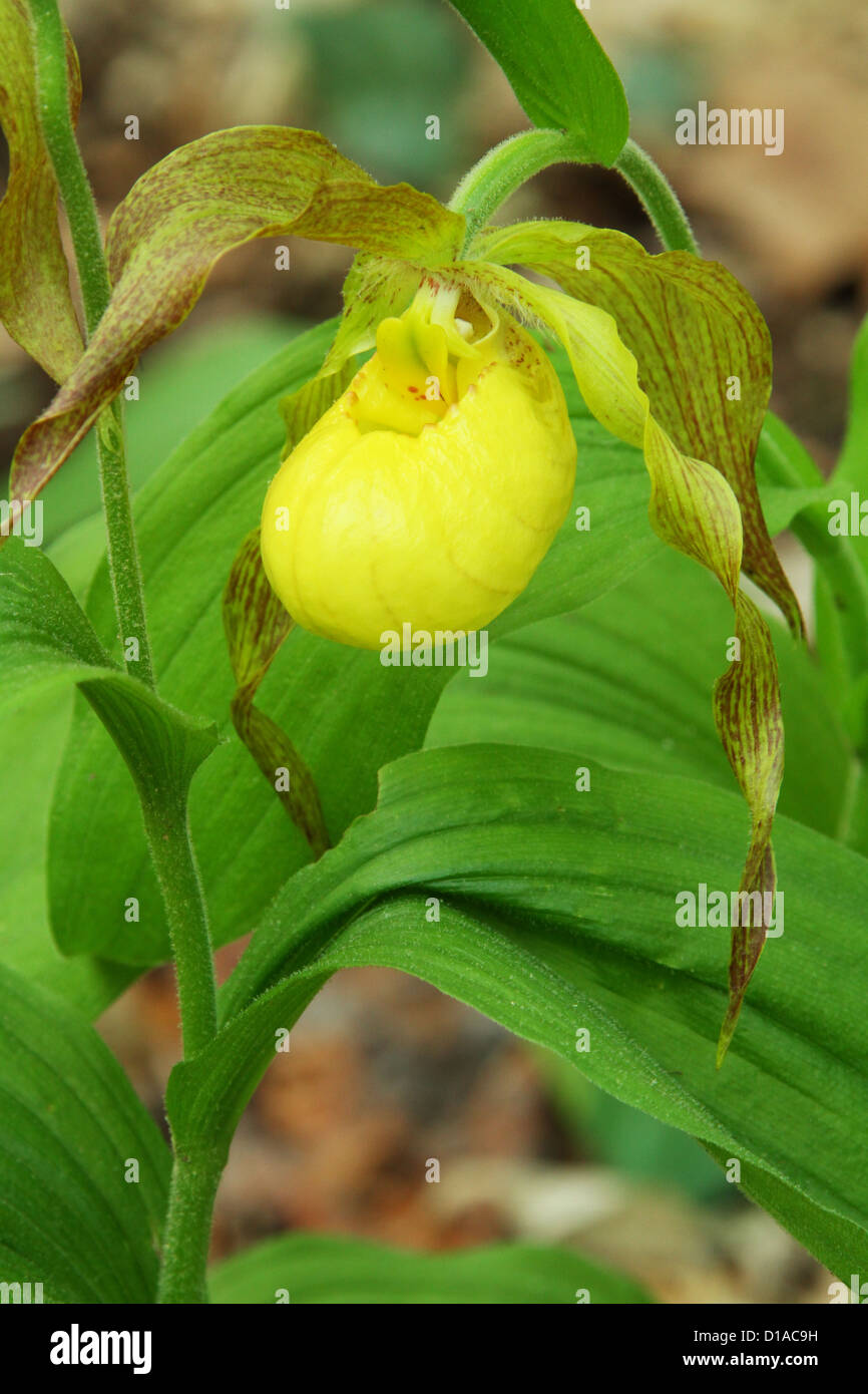 Yellow Lady's Slipper Flower. Cypripedium pubescens. Stock Photo