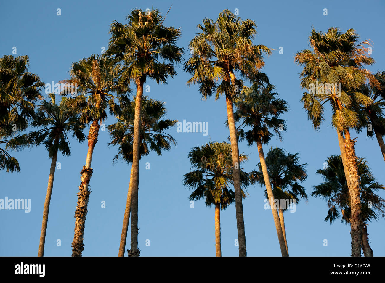 Sun setting on palm trees in Los Angeles Stock Photo