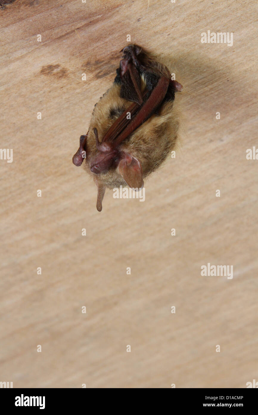 Brown Bat. Sleeping. Stock Photo