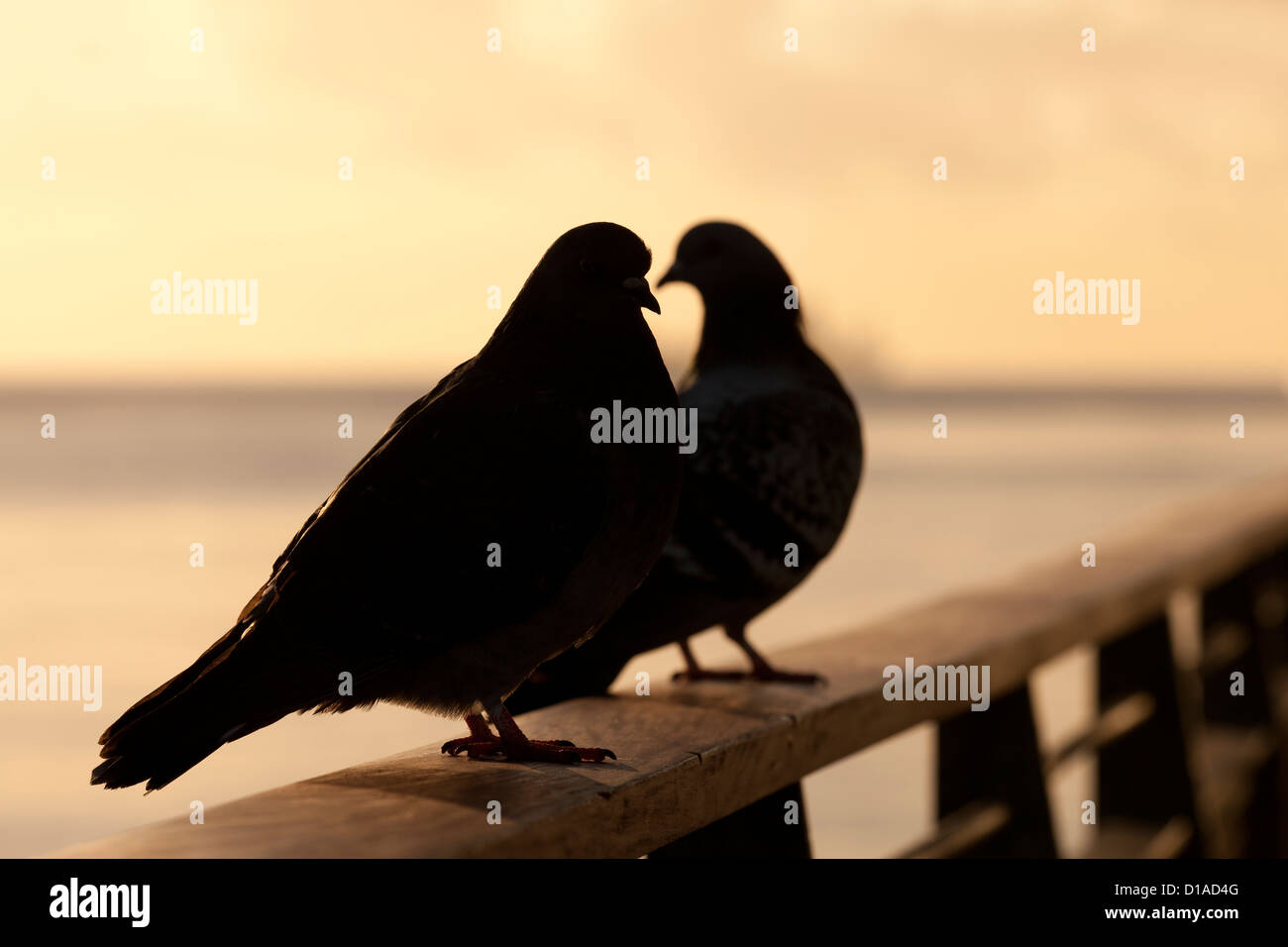 Two pigeons silhouette Stock Photo