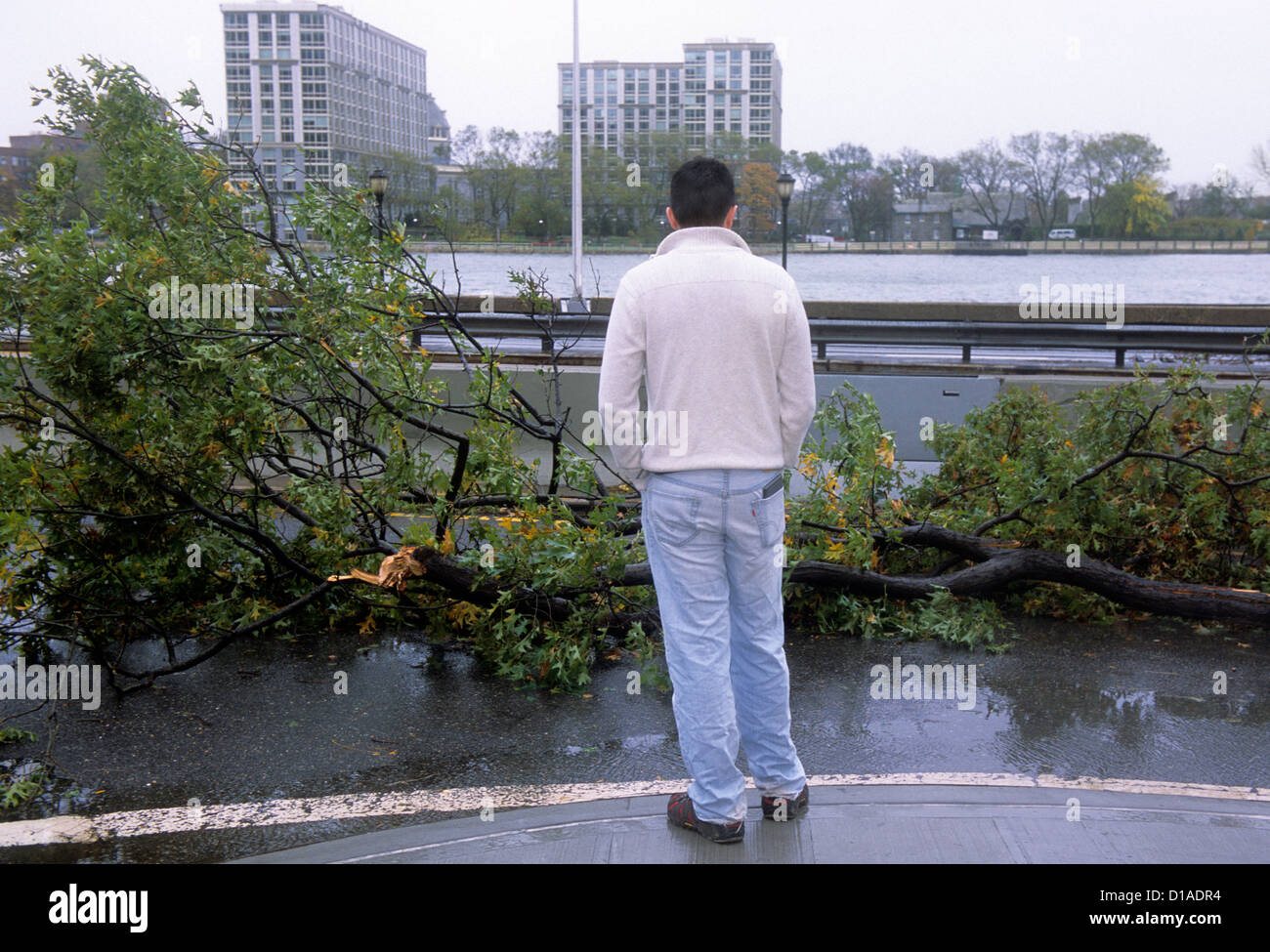 Rain and hurricane storm damage in New York City. Man looking at fallen tree on FDR Drive by The East River. USA Stock Photo