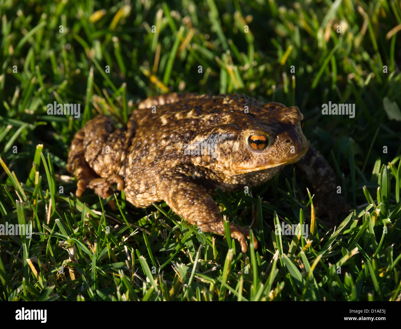 European common toad (bufo bufo ssp spinosus) on grass Stock Photo