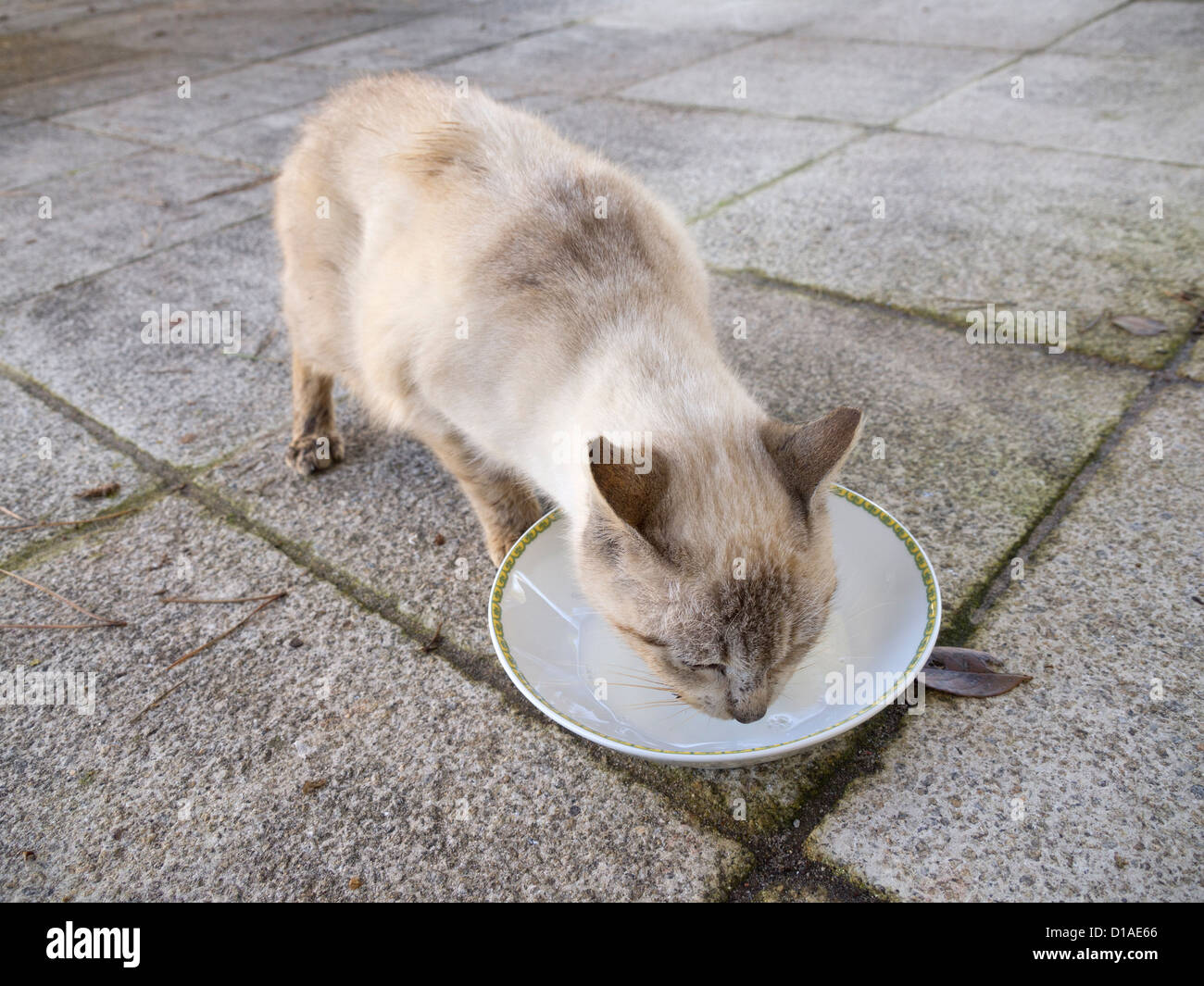 Cat drinking milk from white hires stock photography and images Alamy