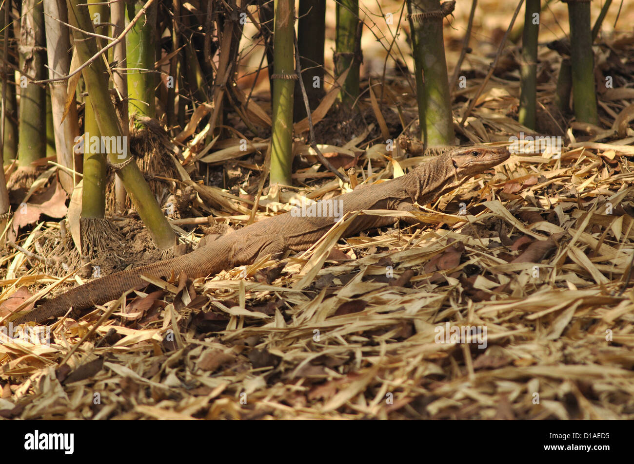 Monitor lizard in bandhavgadh national park, Madhya Pradesh, India Stock Photo Alamy