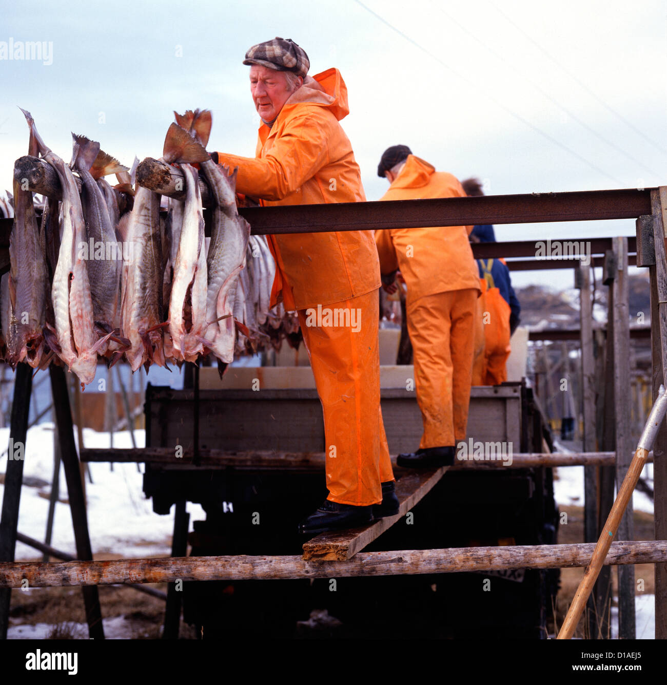Cod fishery in Norway in March Stock Photo Alamy