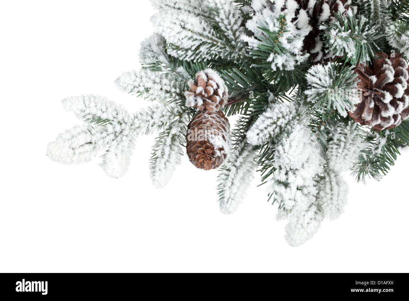 Fir tree branch with cones covered with snow. Isolated on white ...