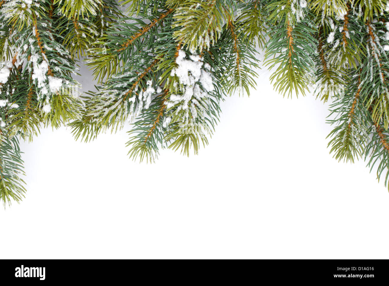 Fir tree branch covered with snow. Isolated on white background Stock ...