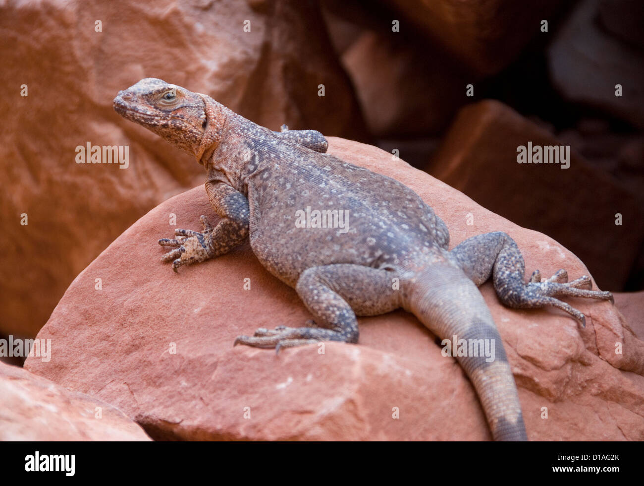 Chuckwalla lizard on a boulder in the Grand Canyon, Arizona Stock Photo Alamy