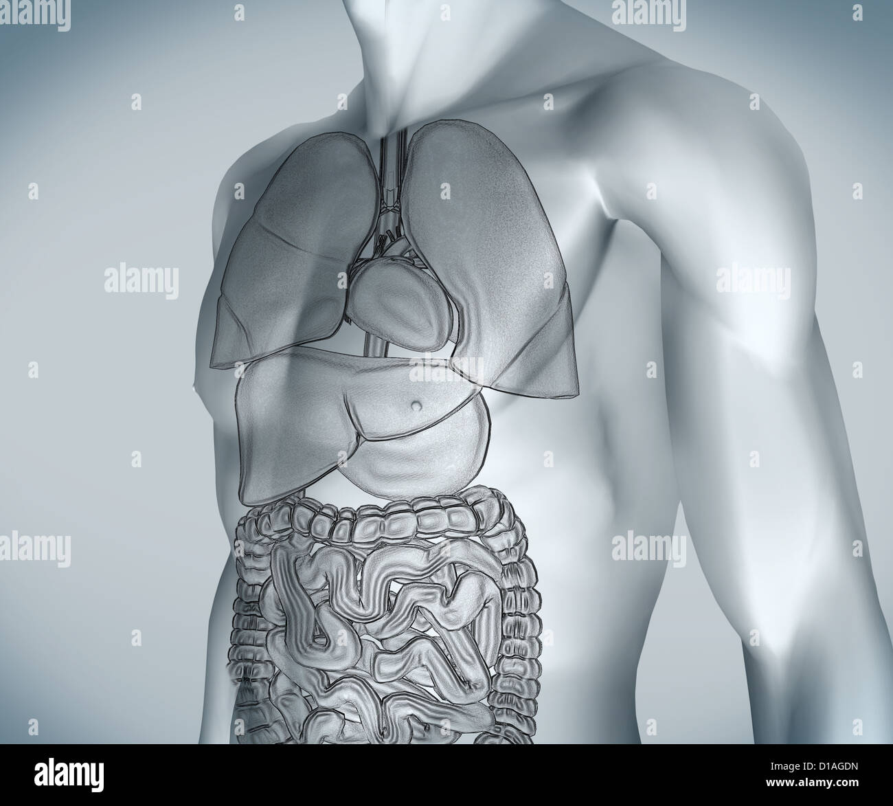 Grey digital body with organs Stock Photo