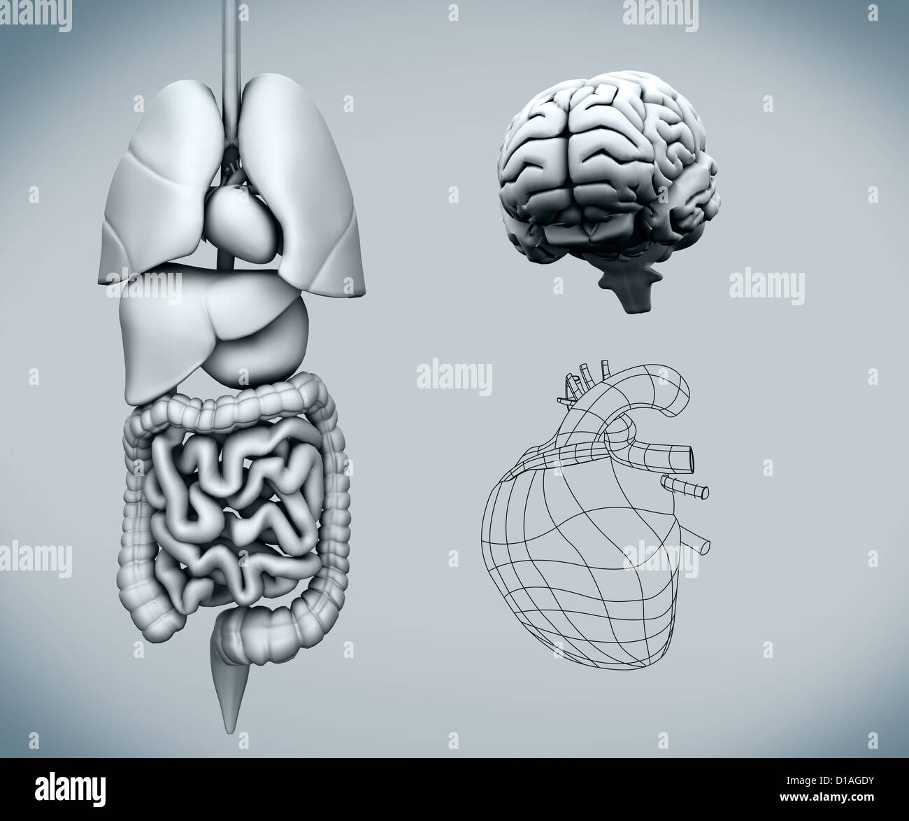 Assembled human organs with the brain Stock Photo