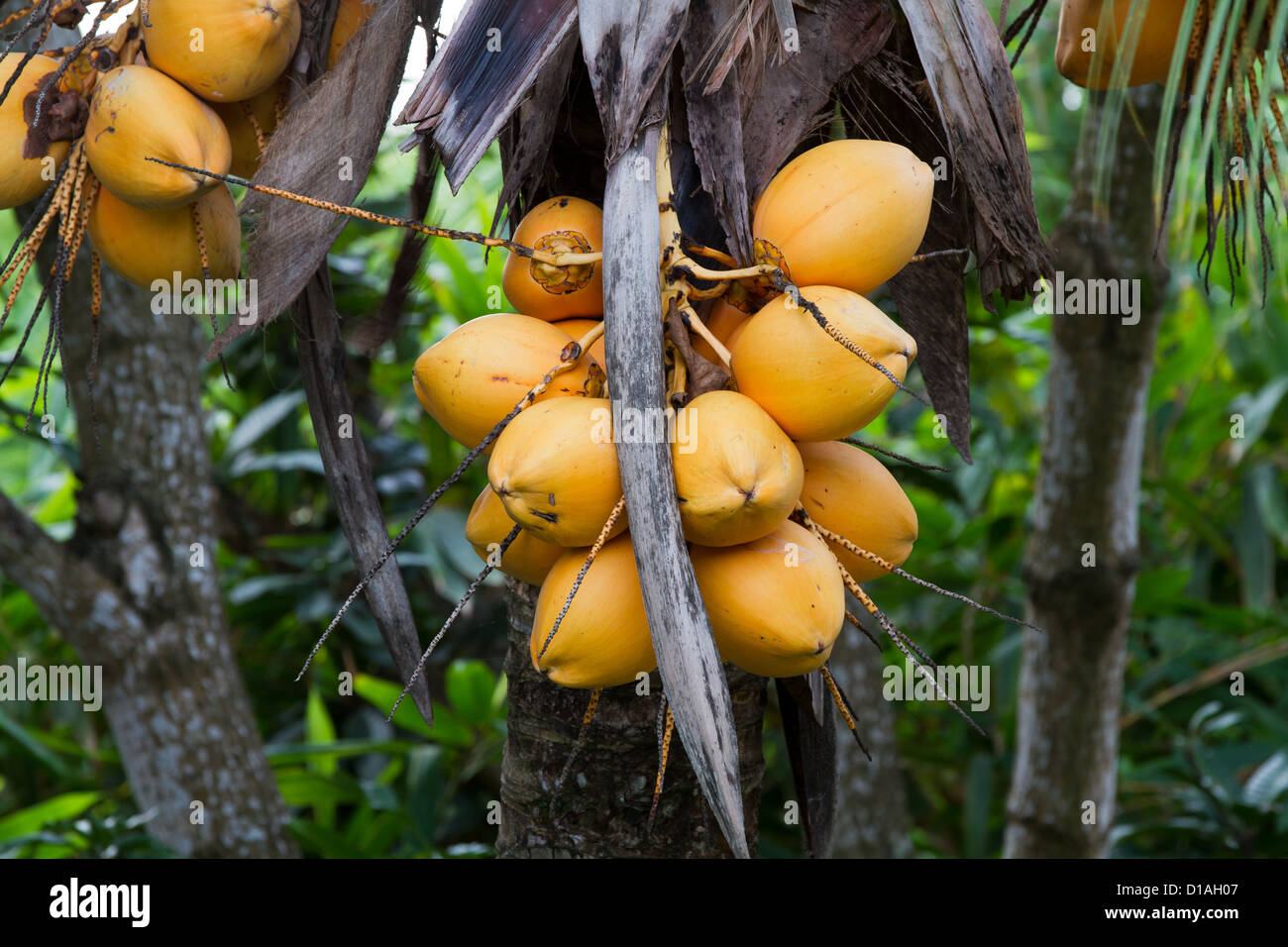 King Coconuts Stock Photo