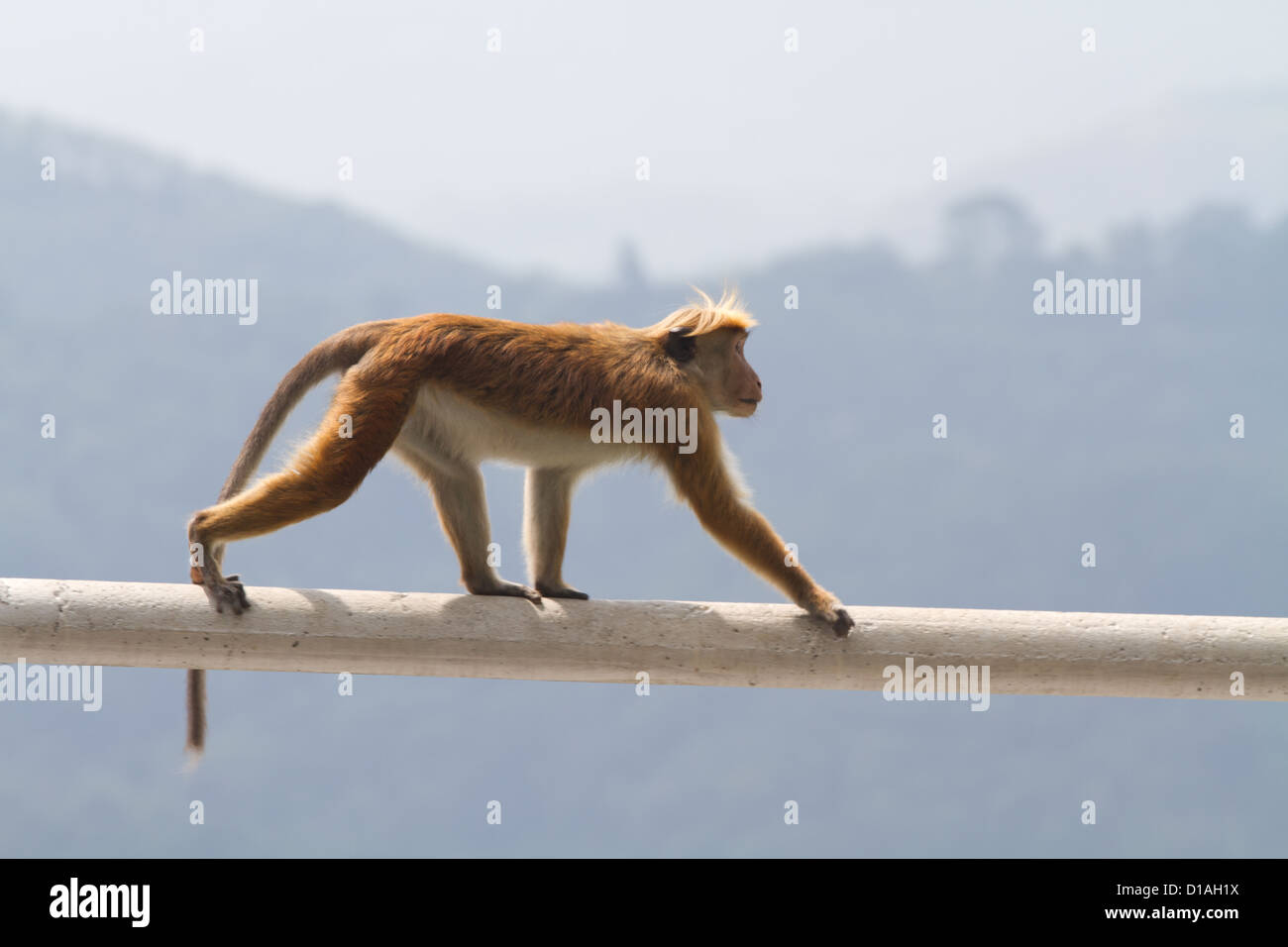 The Toque Macaque Macaca Sinica Monkey Endemic To Sri Lanka The