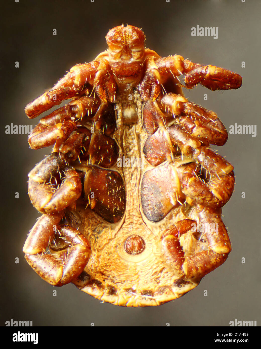Tick under the microscope (Acari, Acarina) Stock Photo