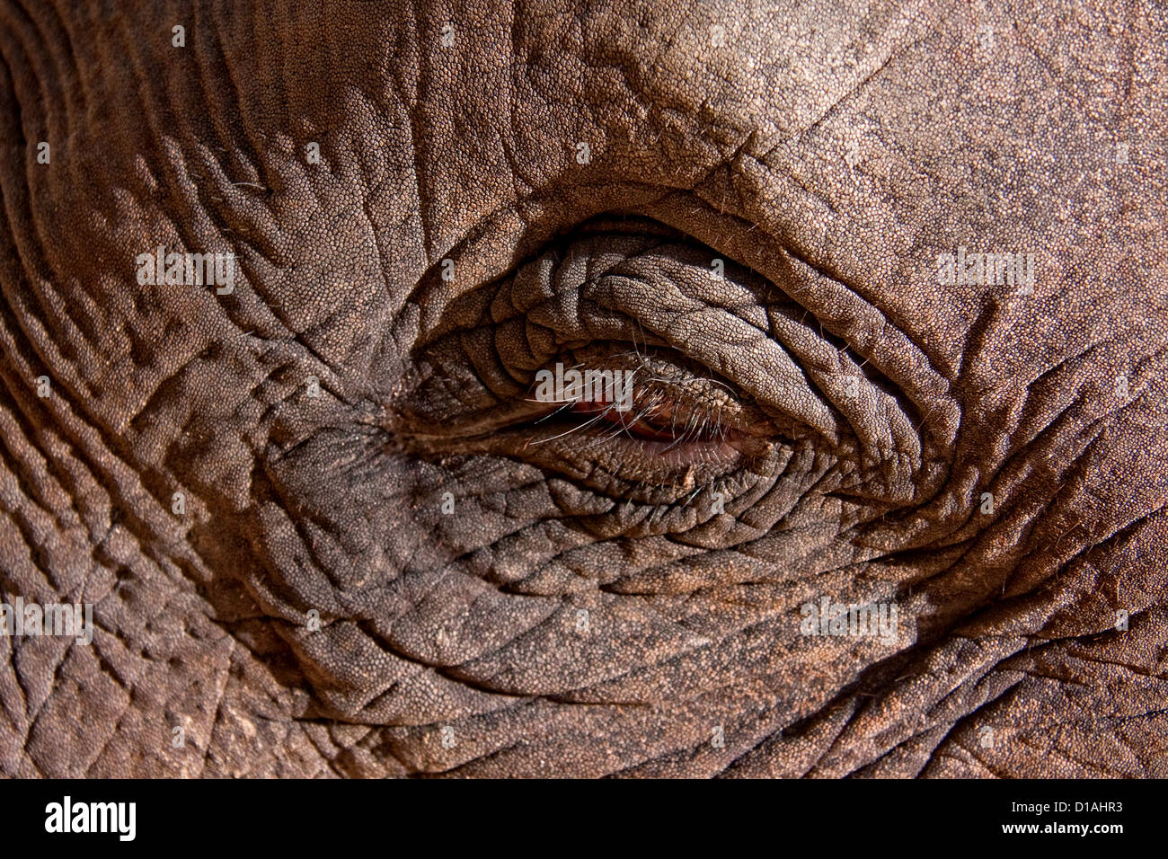An elephant's eye Stock Photo Alamy