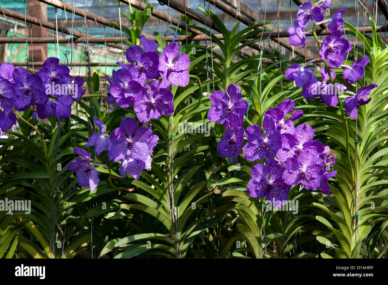 Orchid garden near Chiang Mai, Thailand Stock Photo