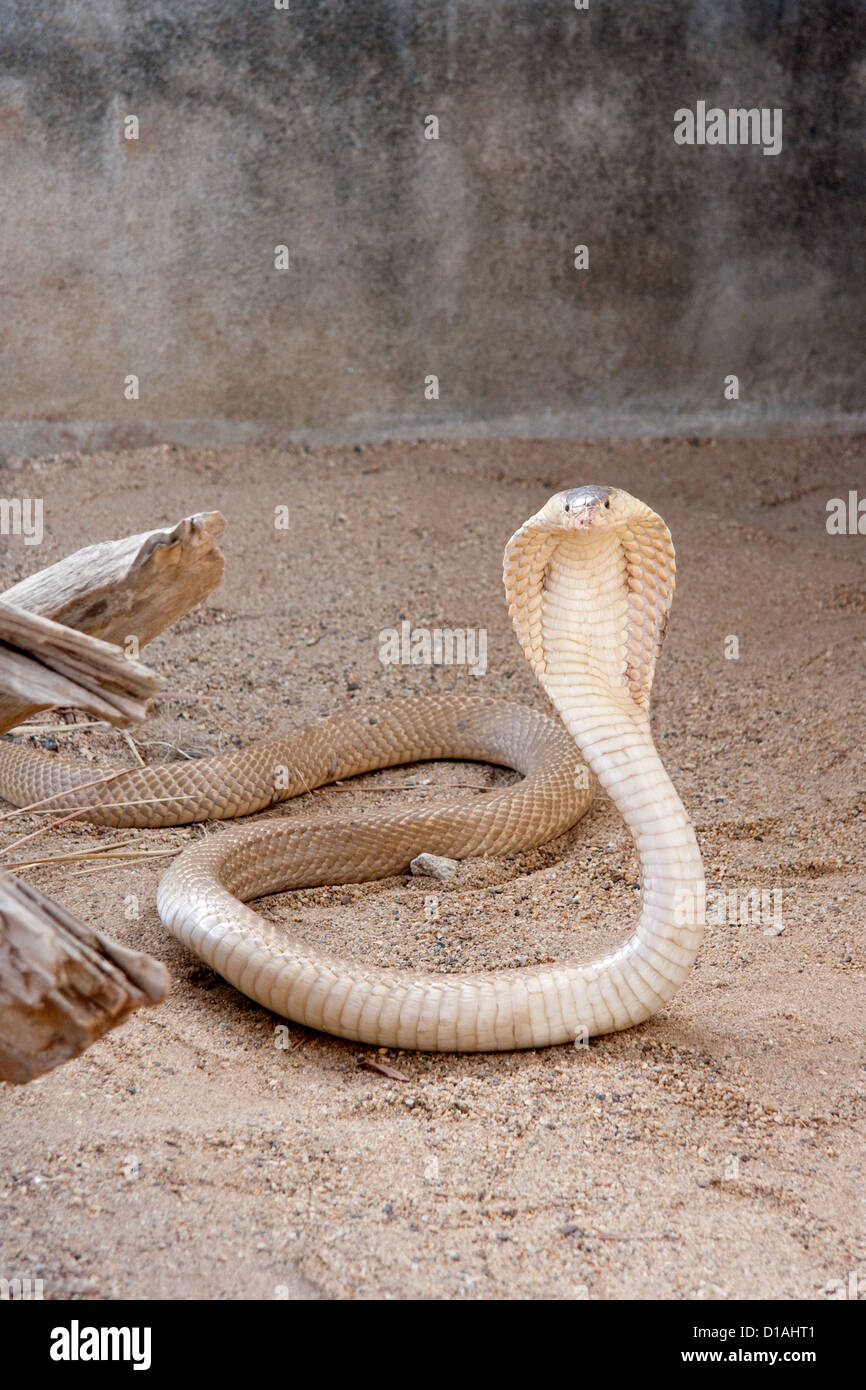 King Cobra in Chiang Mai, Thailand Stock Photo