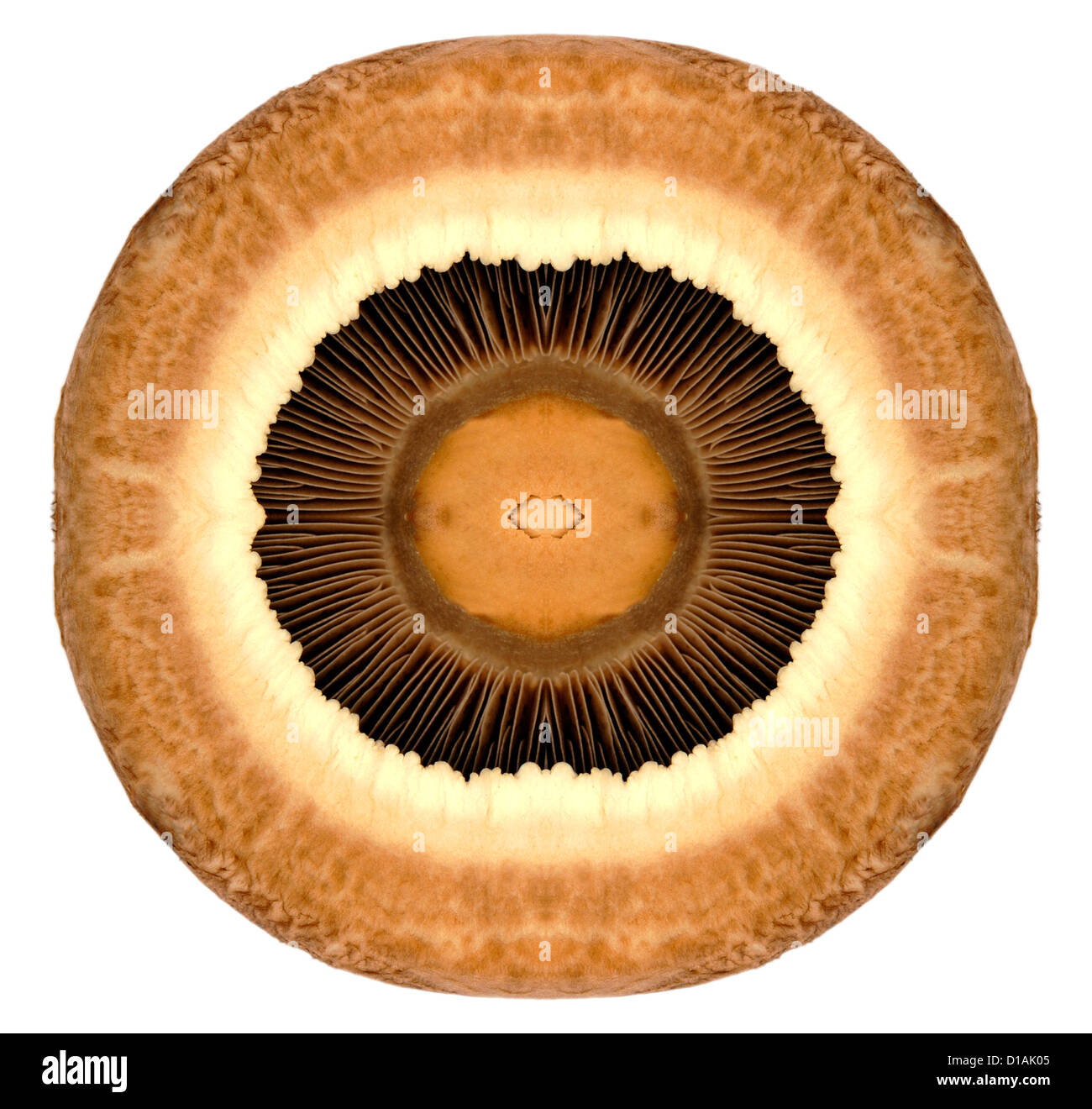 Portabello Mushroom. Symmetrical - (one quarter repeated) Stock Photo