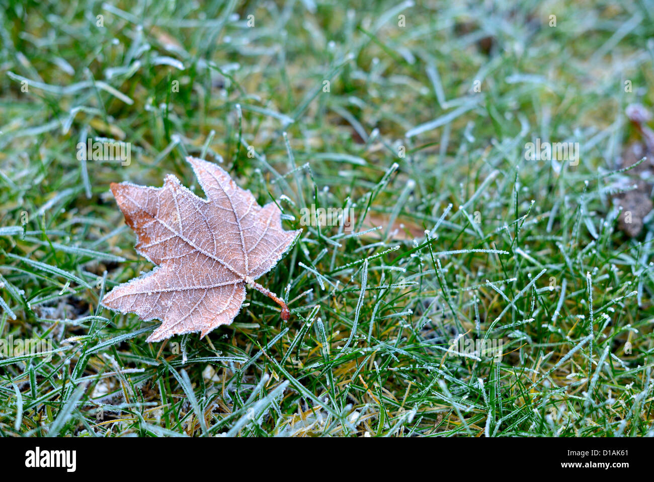 Hoar frost on oak leaf hi-res stock photography and images - Alamy