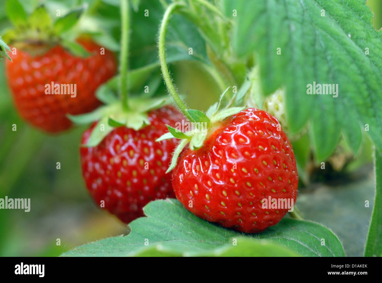 Strawberry growing on a bed Stock Photo - Alamy