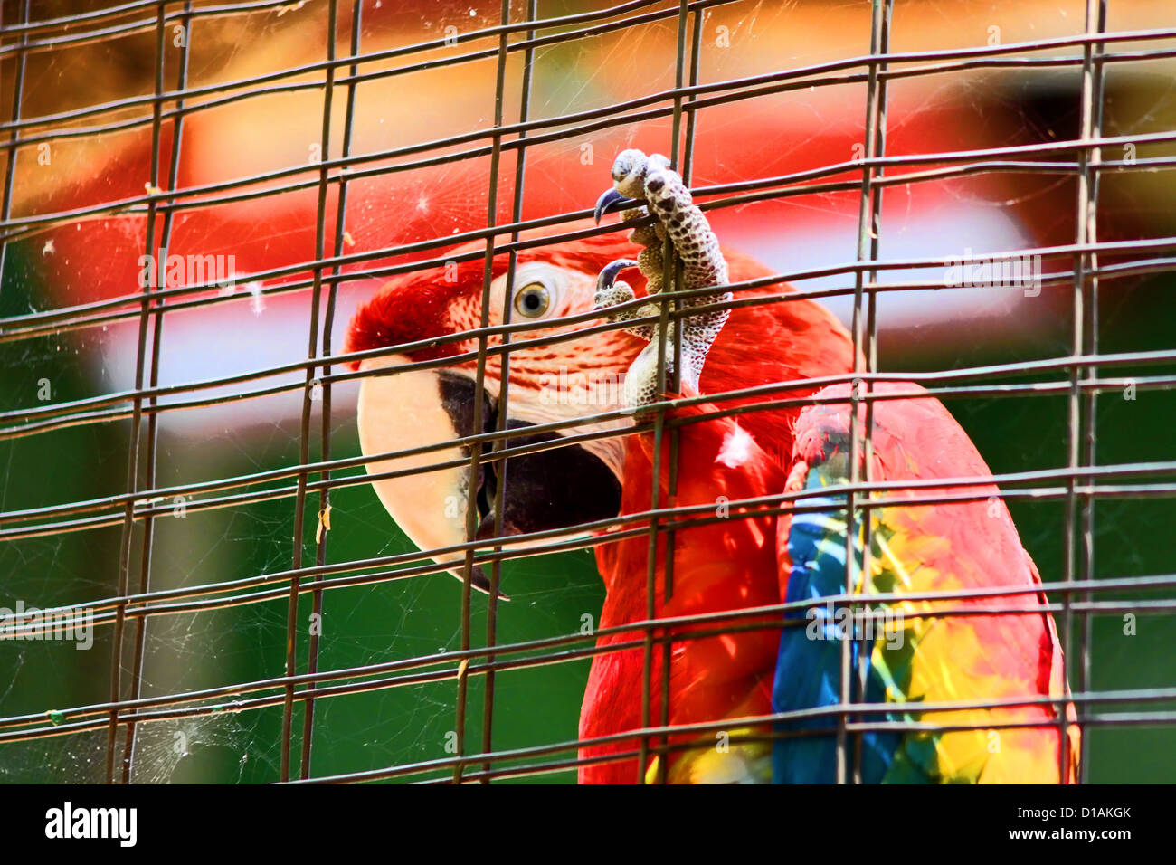 Picture of Caged blue and yellow macaw hi-res stock photography and images - Alamy