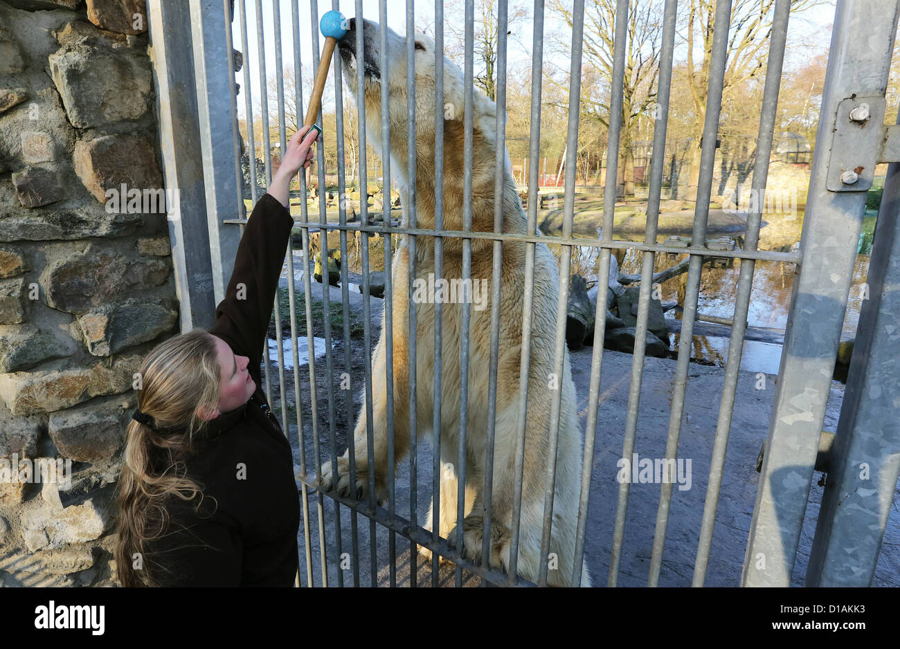 RHENEN Forbidden pacing 12yearold polar bear Victor in Ouwehand Zoo