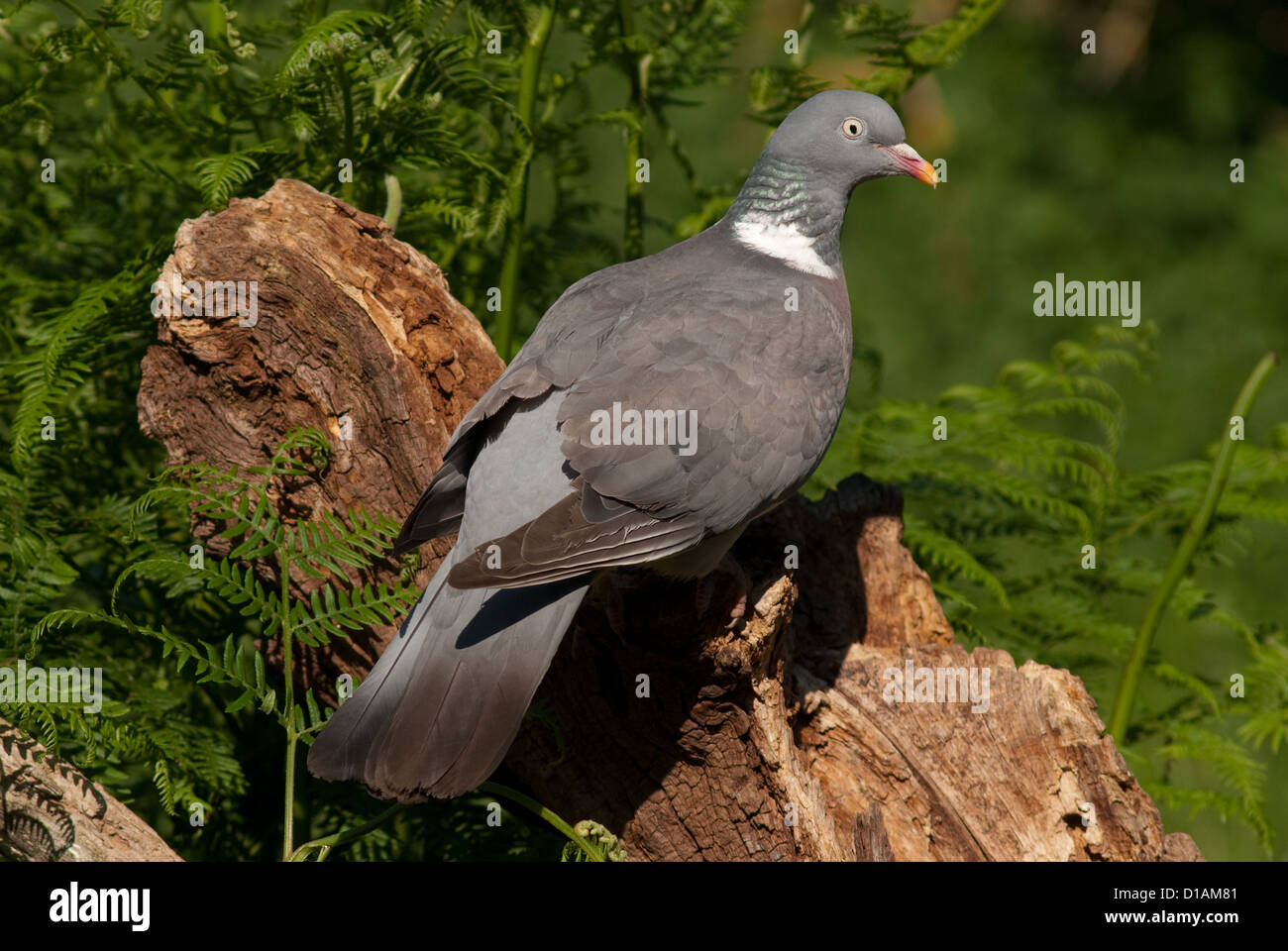 Woodpigeon perched on dead log in summer Stock Photo