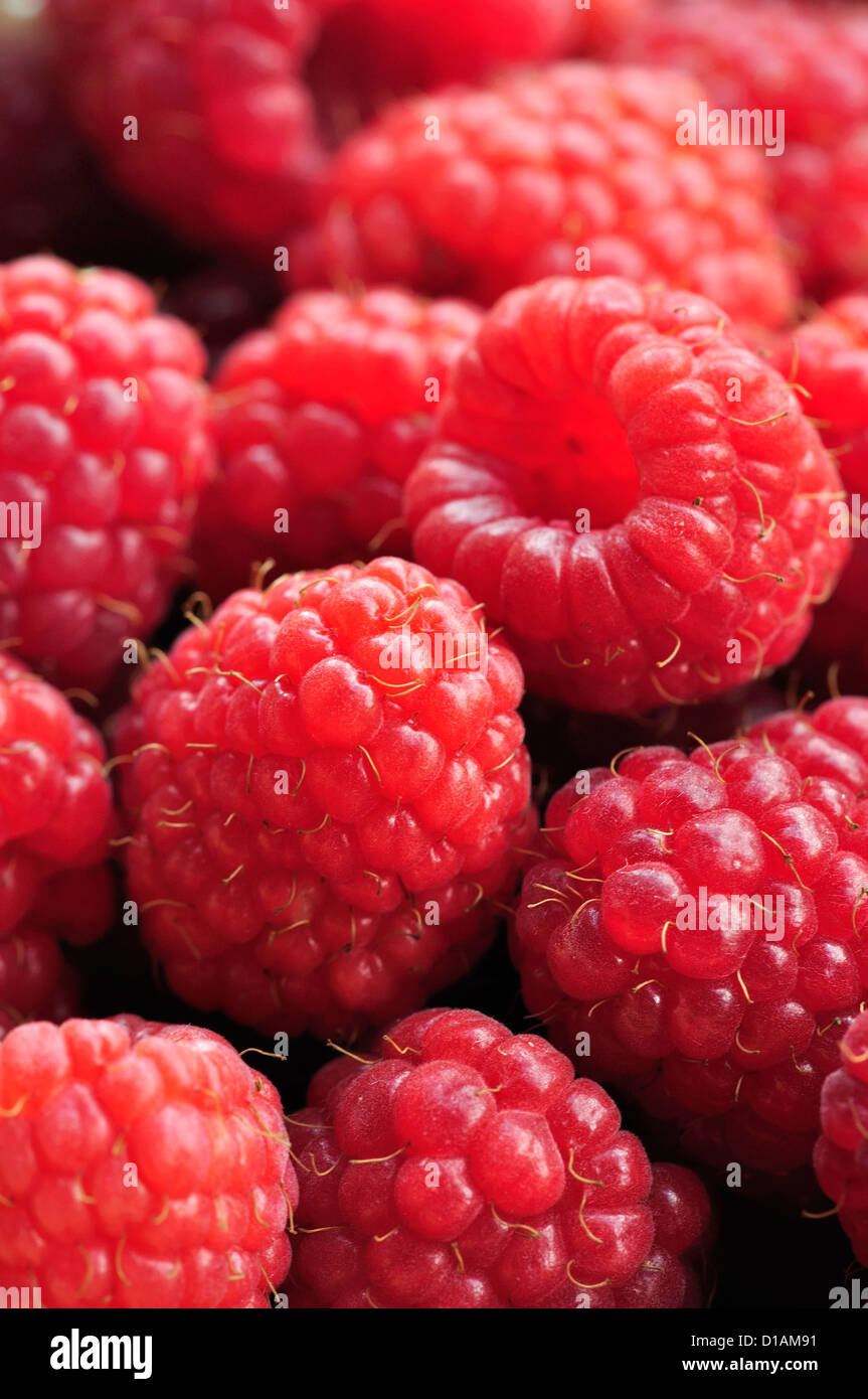 Freshly picked red raspberries UK Stock Photo