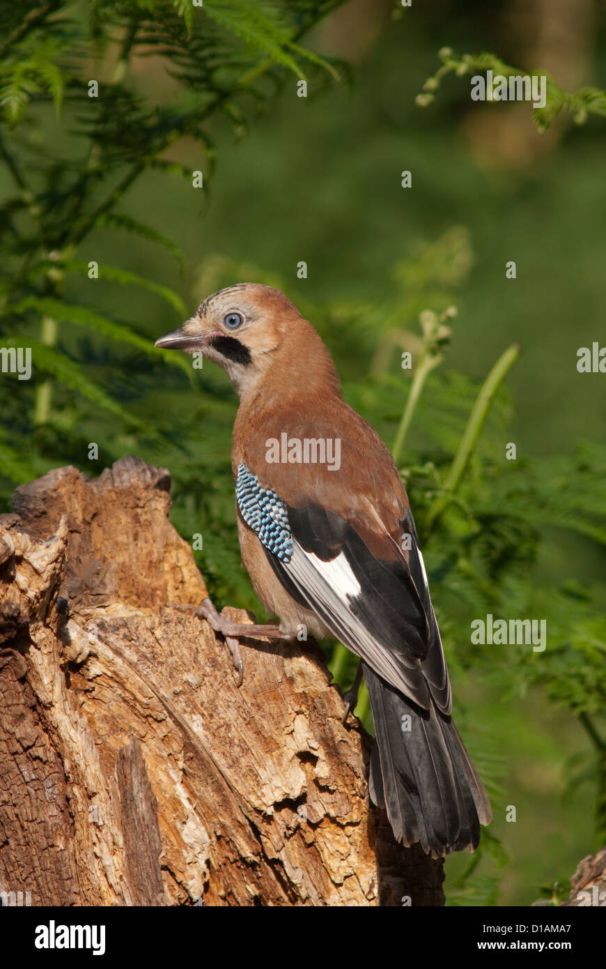 Juvenile Jay perched on log Stock Photo