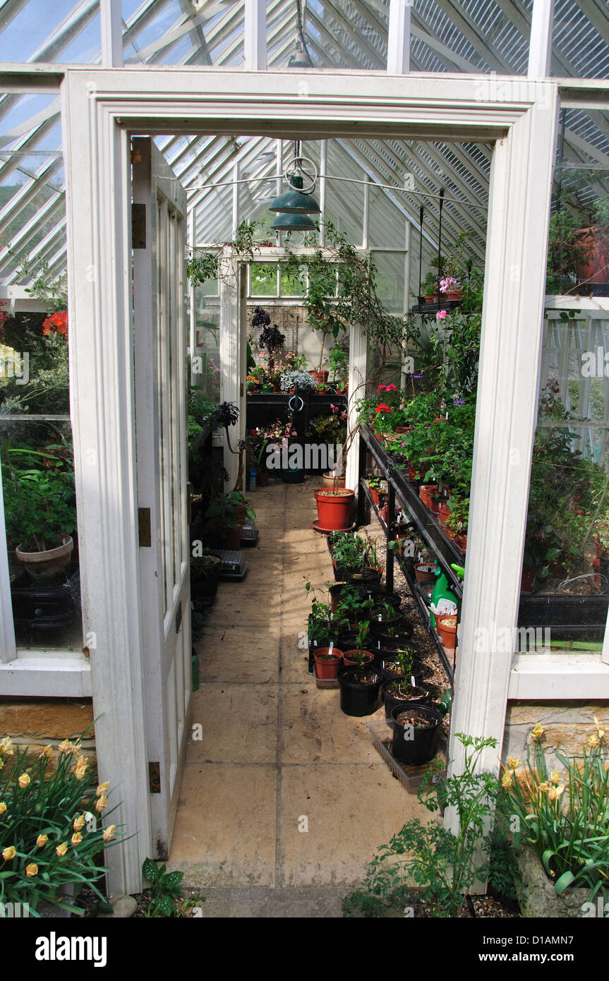 A greenhouse with lots of plants growing UK Stock Photo - Alamy