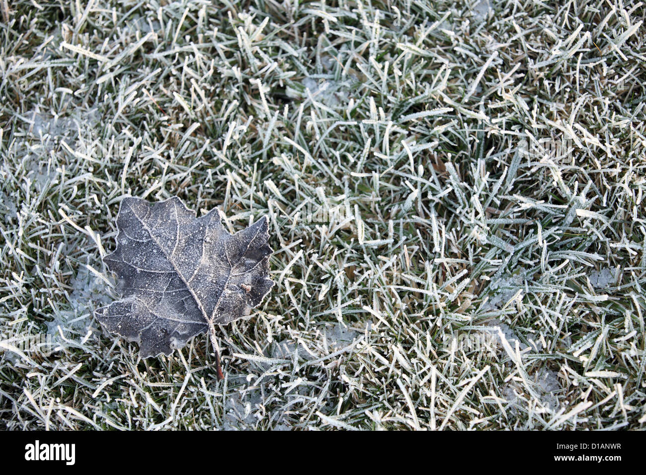 Winter scene. Frozen leaf resting on frosty grass, garden, Suffolk, UK Stock Photo