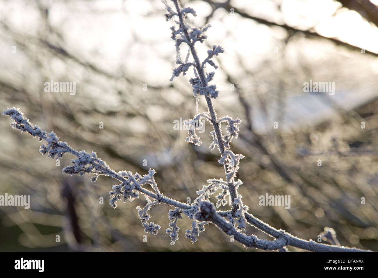 Hoar frost on oak leaf hi-res stock photography and images - Alamy